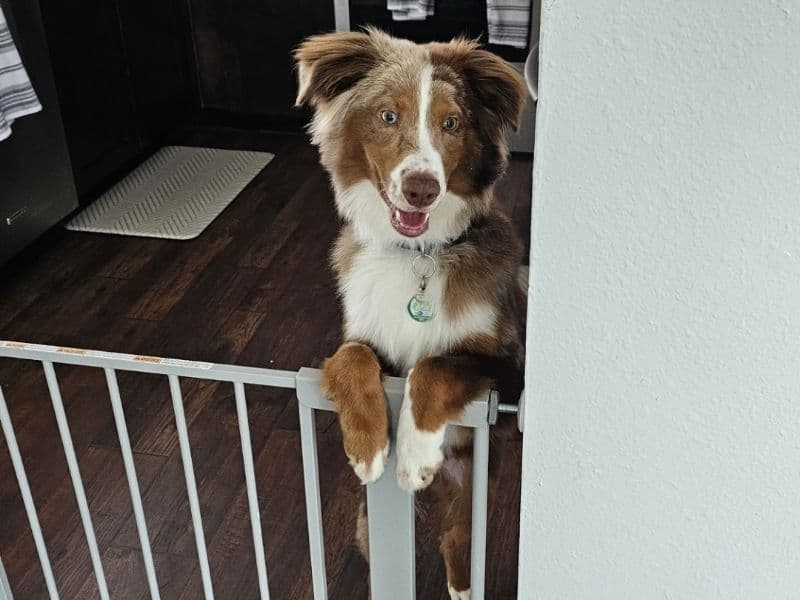 Miniature Australian Shepherd 2 years 1 month old male medium named Milo for breeding in Miami-Dade County, Florida | Petmeetly