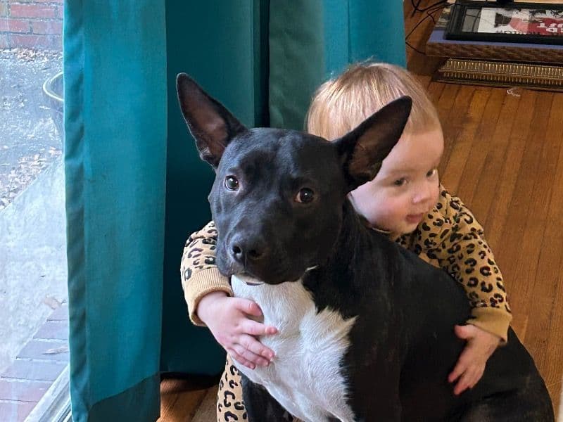 American Staffordshire Terrier 1 year old female medium named Lt for adoption in Duval County, Florida | Petmeetly