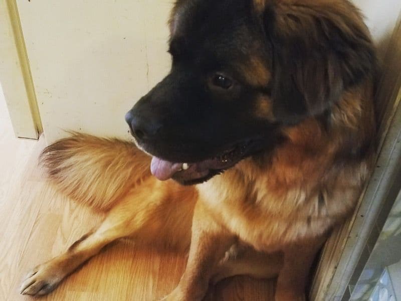 Saint Bernard 6 years 1 month old male large named Hank for breeding in Albany County, New York | Petmeetly