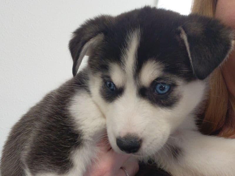 Husky 2 months old female small named Luna for adoption in Sarpy County, Nebraska | Petmeetly