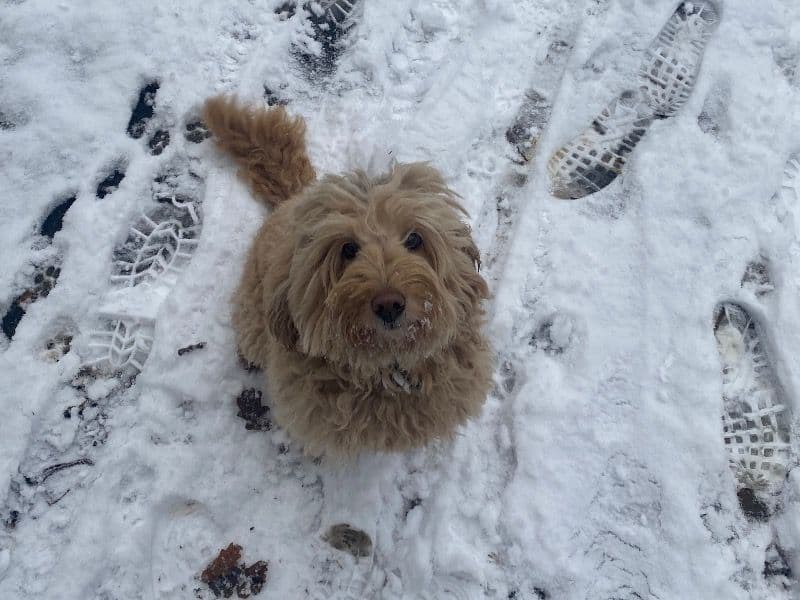 Mini Labradoodle 8 years 10 months old female medium named Pepa for breeding in Greater London, England | Petmeetly