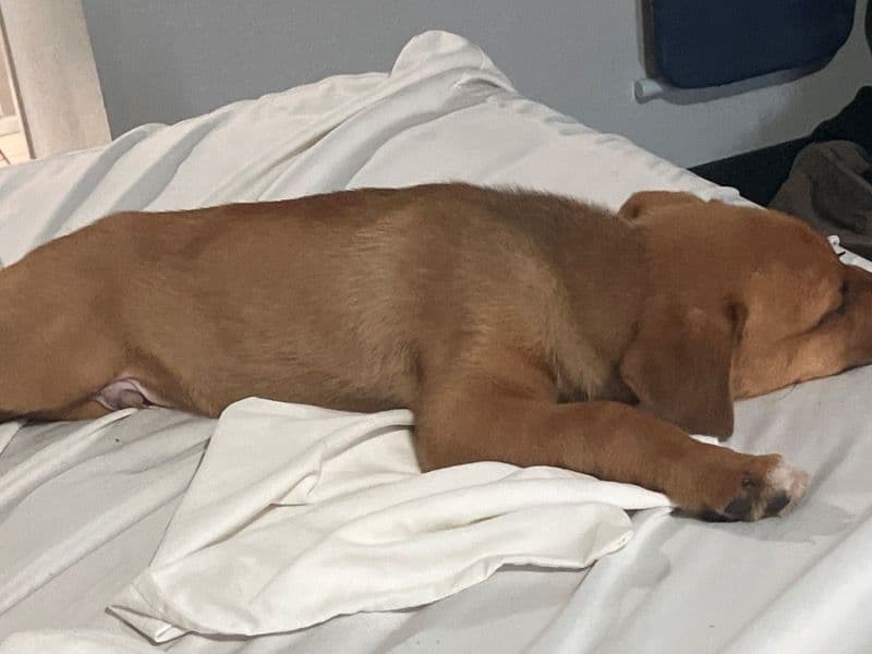 Belgian Malinois 6 months old male small named King for sale in Palm Beach County, Florida | Petmeetly