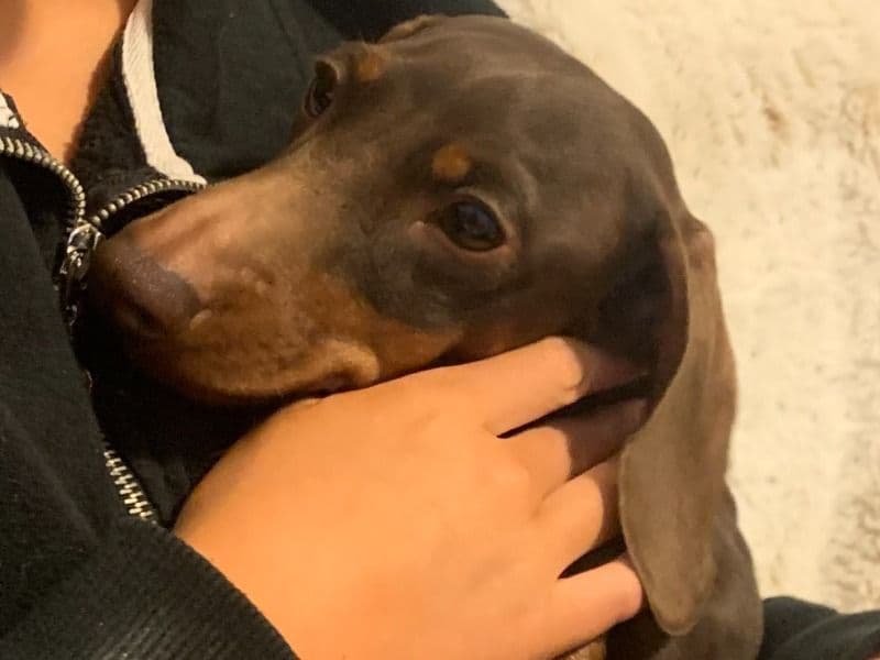 Miniature Dachshund 2 years 9 months old male small named Bean for breeding in Toronto, Ontario | Petmeetly