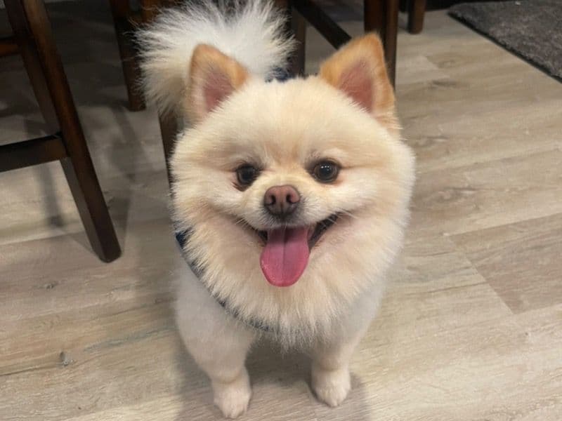 Pomeranian 5 years 1 month old male small named Oso for breeding in San Diego County, California | Petmeetly