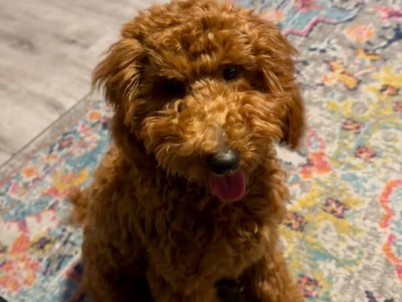Poodle 8 months old male small named Teddy for sale in Clark County, Nevada | Petmeetly