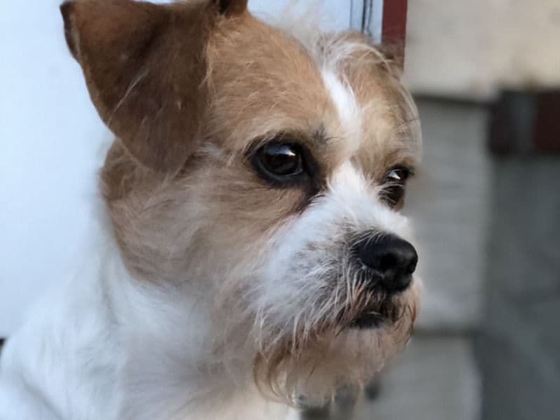 Shih Tzu 7 years 1 month old male small named Beau for breeding in Nassau County, New York | Petmeetly