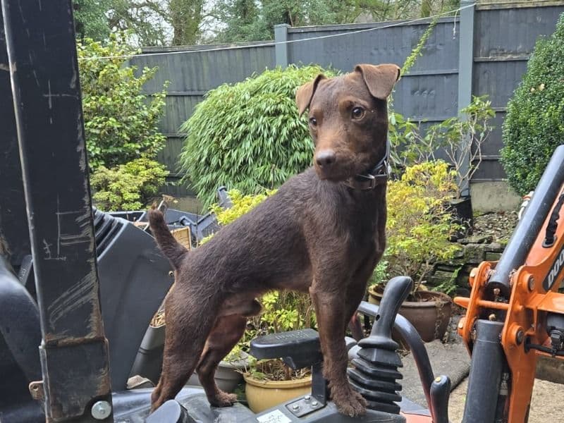 Patterdale Terrier 2 years 6 months old male medium named Larry for breeding in Lancashire, England | Petmeetly