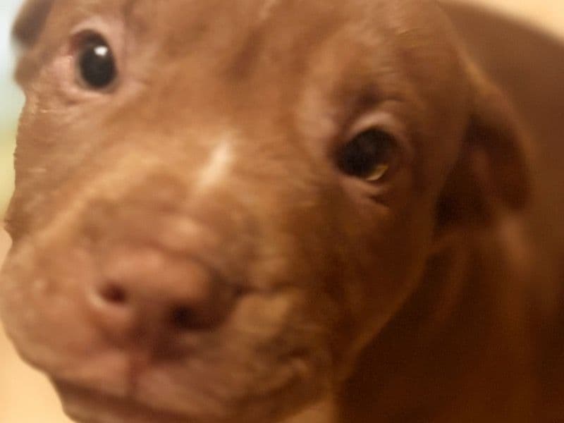 American PitBull Terrier 2 months old male medium named Puppy2 for sale in Troup County, Georgia | Petmeetly