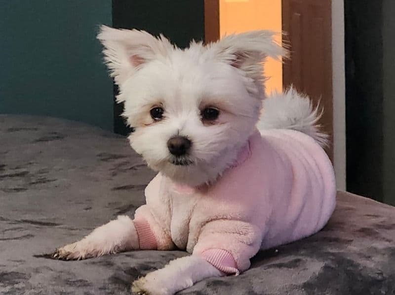 Maisy - Maltese Shih Tzu success story