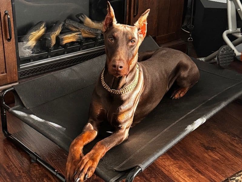 Doberman 3 years 1 month old male large named Drako for breeding in Wake County, North Carolina | Petmeetly