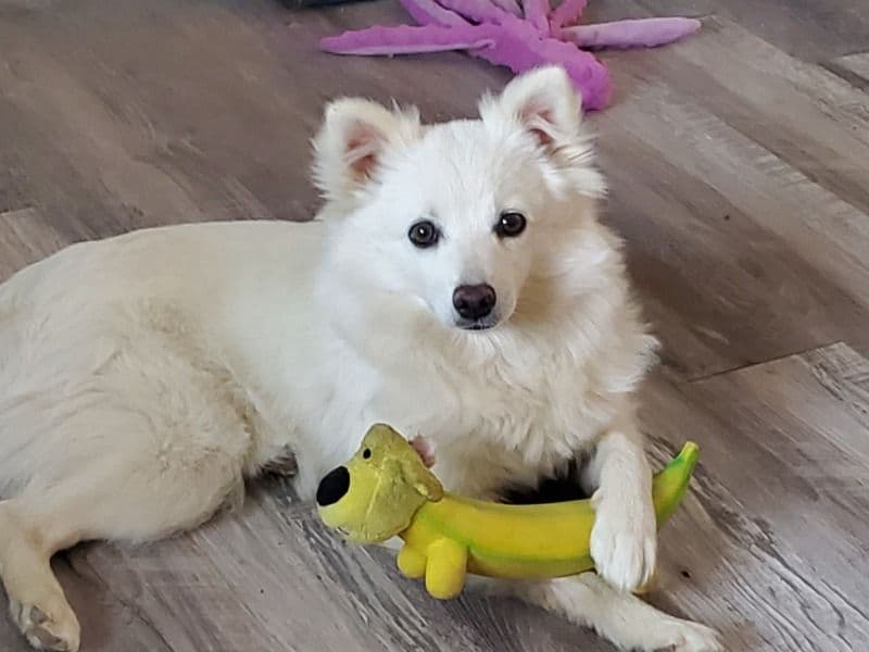 American Eskimo 2 years 5 months old female medium named Uggy for breeding in Mohave County, Arizona | Petmeetly