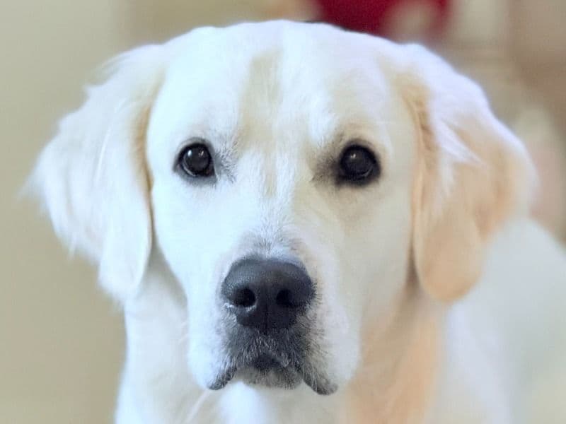 English Golden Retriever 1 year 11 months old male large named Leo for breeding in Frisco, Texas | Petmeetly