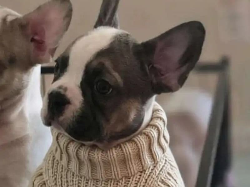 French Bulldog 2 months old male small named Puppy#2 for sale in Montgomery County, Maryland | Petmeetly