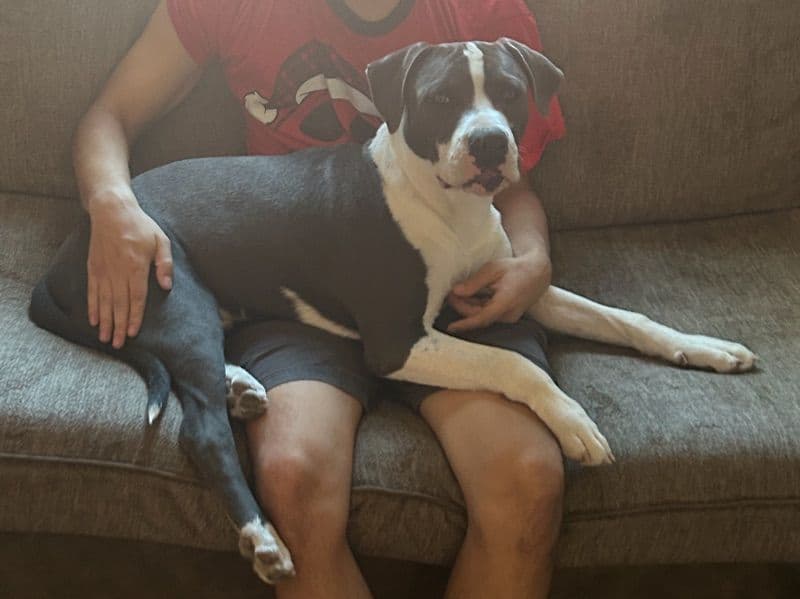 American PitBull Terrier 6 months old male large named Zeus for breeding in San Bernardino County, California | Petmeetly