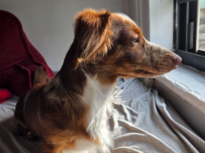 Miniature Dachshund 1 year old male small named Moose for breeding in Kings County, New York | Petmeetly