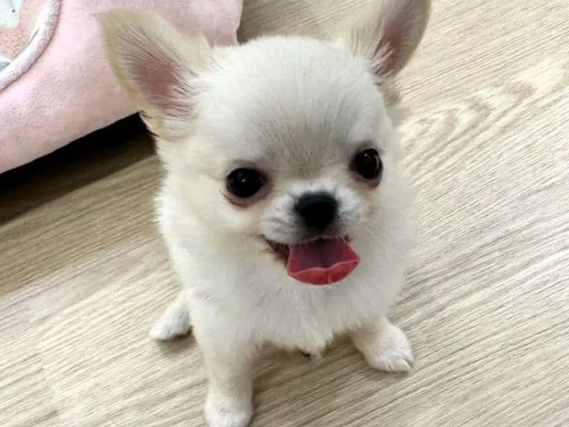 Affenhuahua 2026 years 1 month old female small named Teddy for adoption | Petmeetly
