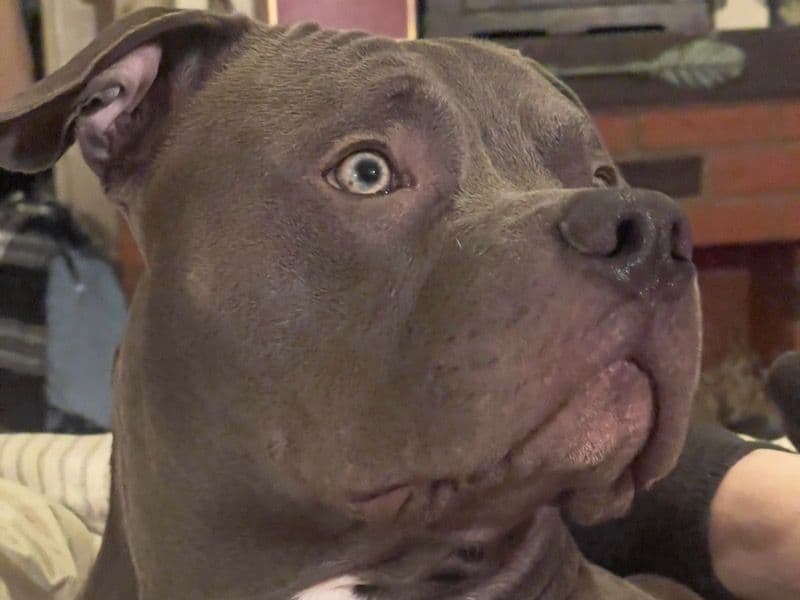 Razor Edge Pitbull 2 years 5 months old male extra large named Thoth for breeding in Thomaston, Georgia | Petmeetly