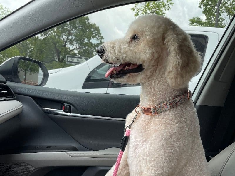 Double doodle 3 years 4 months old female medium named Remi for breeding in Marshall County, Alabama | Petmeetly