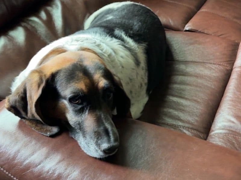 Basset Hound 4 years 3 months old female large named Betsy for breeding in Wayne County, Michigan | Petmeetly
