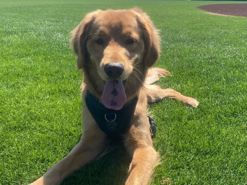 English Golden Retriever 1 year 10 months old male medium named Sunny for breeding in Ruth, Mississippi | Petmeetly