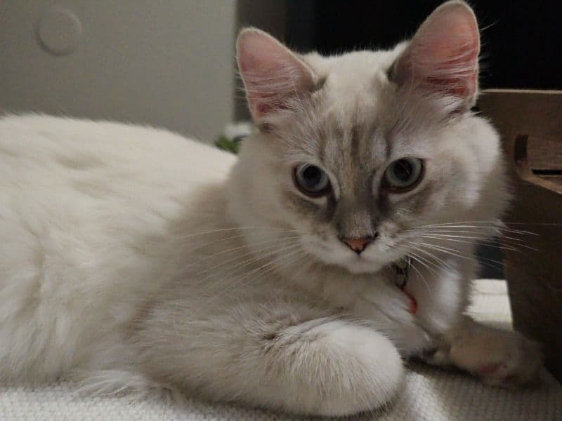 Persian 9 months old female named Iniesta for breeding in San Diego County, California | Petmeetly