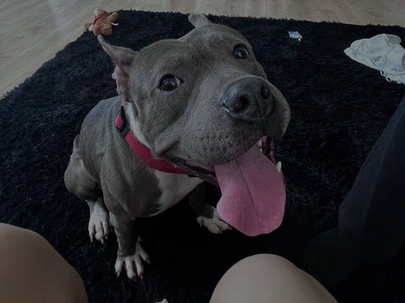 Pit Bull Terrier 2 years old male medium named Ace for sale in Bronx County, New York | Petmeetly