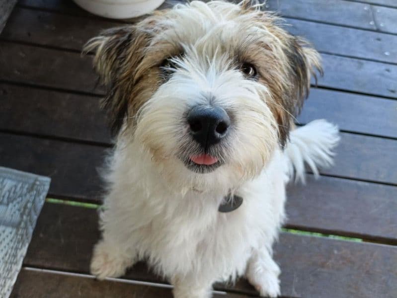 Jack Russell Terrier 1 year 3 months old female small named Pippin for breeding | Petmeetly