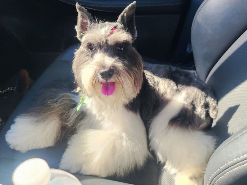 Miniature Schnauzer 5 years 6 months old female small named Storm for breeding in Miami-Dade County, Florida | Petmeetly