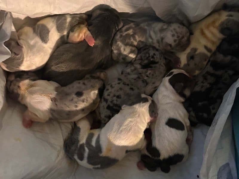 Multiple French Bulldog Puppies primary photo