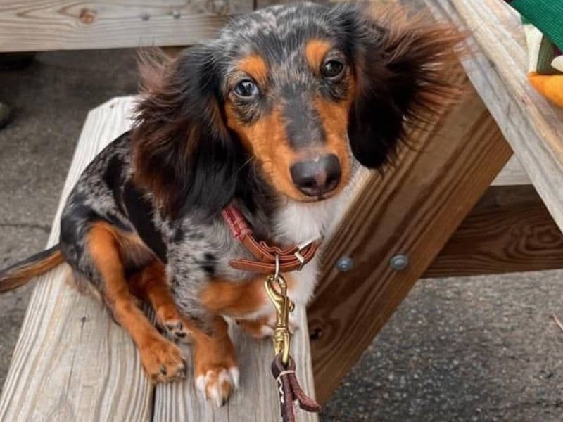 Miniature Dachshund 4 years 1 month old female small named Penny for breeding in Washington, District of Columbia | Petmeetly