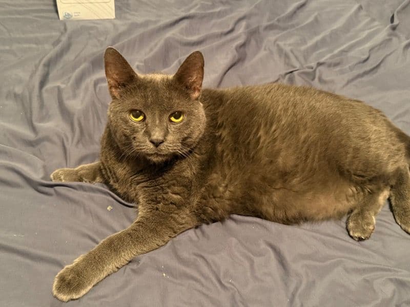 Domestic Medium Hair 10 years 3 months old female named Smokey for adoption in Wake County, North Carolina | Petmeetly