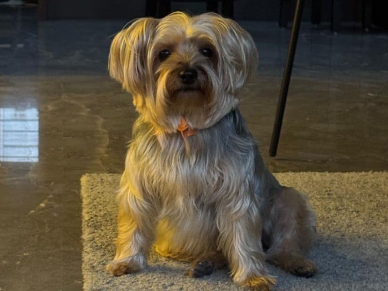 Yorkshire Terrier 4 years 6 months old male small named Hugo for breeding in Bangalore Division, Karnataka | Petmeetly