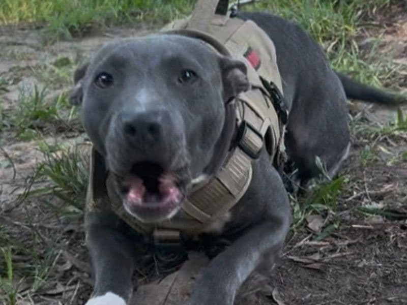 American PitBull Terrier 1 year 5 months old female medium named Xena for breeding in Caddo Parish, Louisiana | Petmeetly