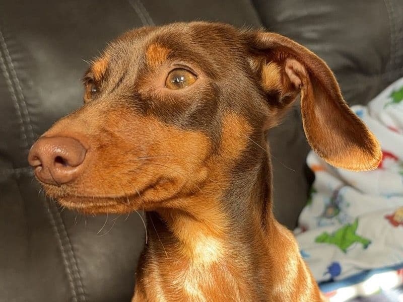 Miniature Dachshund 1 year 11 months old female small named Boo for breeding in Fayette County, Pennsylvania | Petmeetly