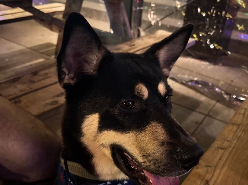 Black German Shepherd 2 years old male large named Gilligan for adoption in Durham County, North Carolina | Petmeetly