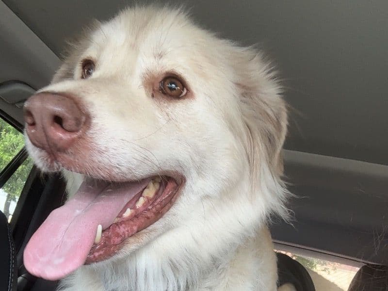 Great Pyrenees 5 years 5 months old female large named Ramona for breeding in Williamson County, Texas | Petmeetly