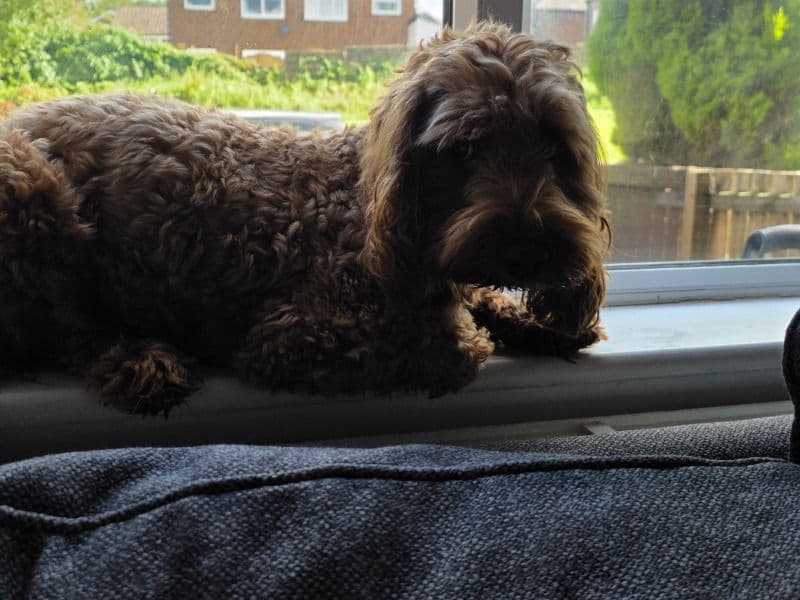 Cockapoo 1 year 11 months old male medium named Bobby for breeding in Greater Manchester, England | Petmeetly
