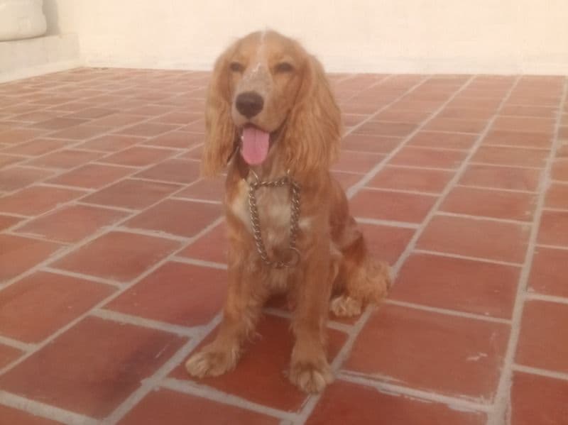 English Cocker Spaniel 1 year 4 months old male medium named Maran for breeding in Nilaiyur, Tamil Nadu | Petmeetly