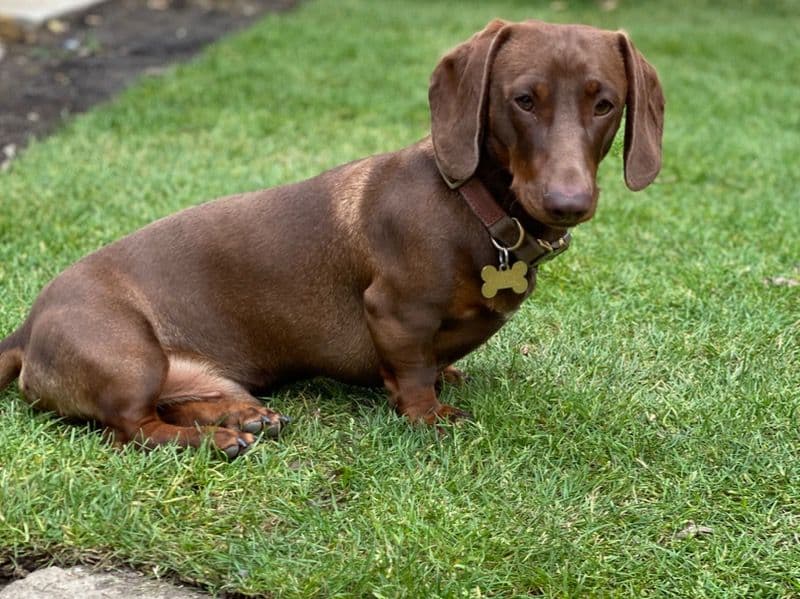 Miniature Dachshund 6 years 4 months old male large named Rafiki for breeding in Surrey, England | Petmeetly