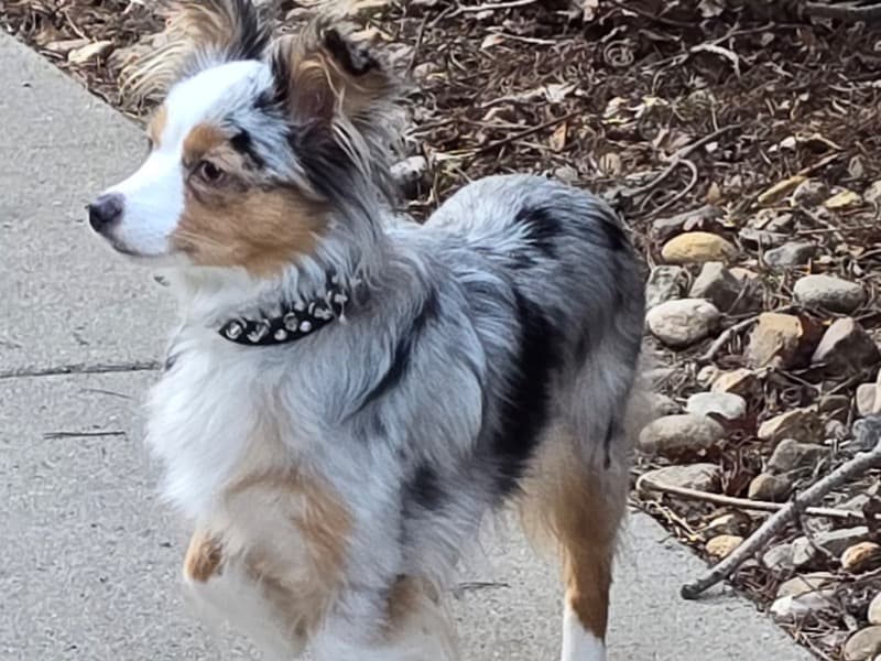 Miniature Australian Shepherd 3 years old female small named Pearl for breeding in Arapahoe County, Colorado | Petmeetly