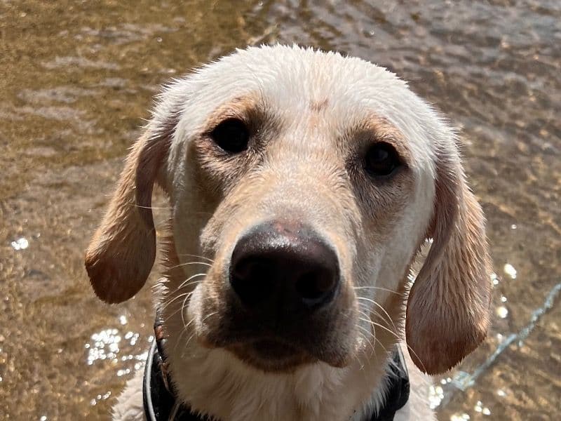 Labrador Retriever 1 year 7 months old male large named Goose for sale in Ada County, Idaho | Petmeetly