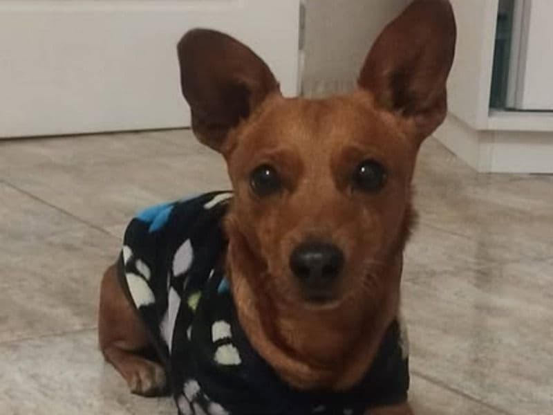 Miniature Pinscher 7 years 3 months old male medium named Rolly for breeding | Petmeetly