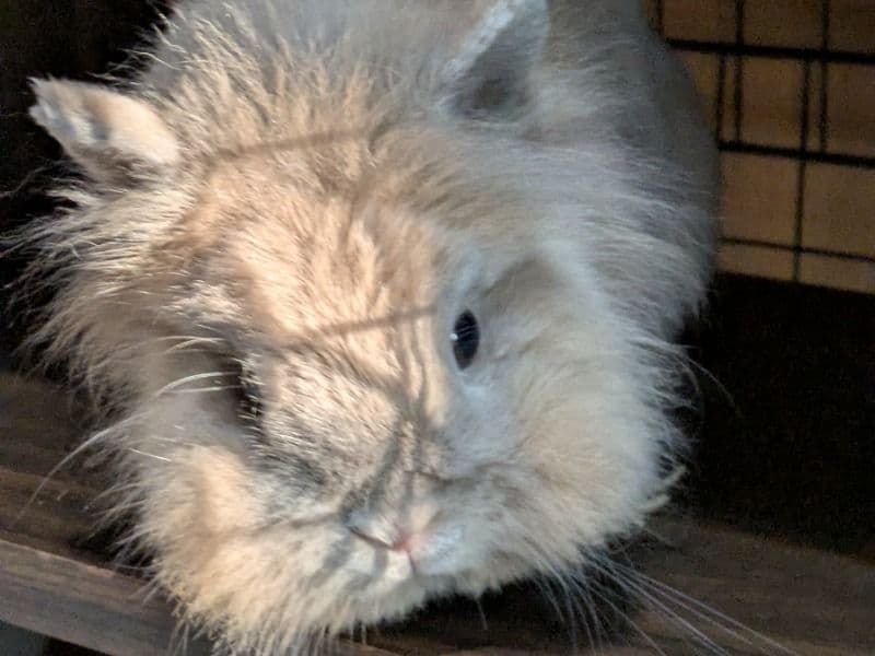 Azurite (azie) - Lionhead | Petmeetly