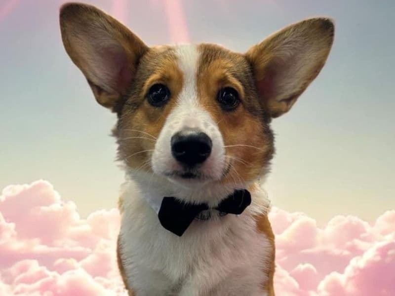 Corgi 1 year 7 months old male medium named Kiwi 🥝 for breeding in Anderson County, Tennessee | Petmeetly