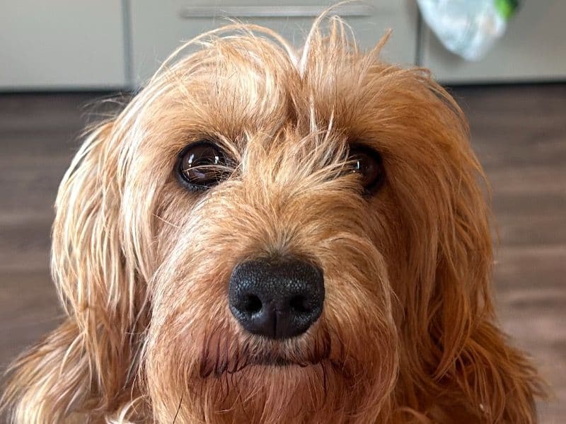 Miniature Dachshund 4 years old female small named Penny for breeding in Essex, England | Petmeetly