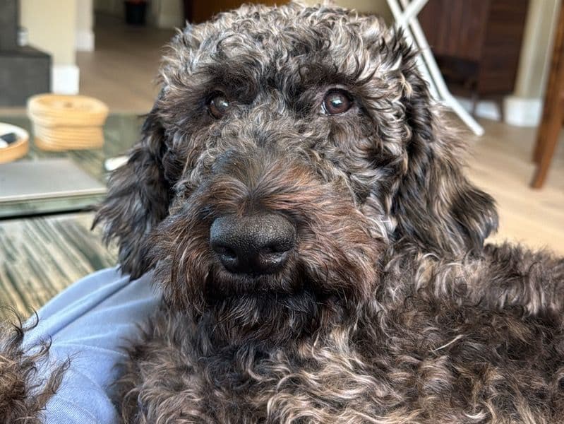 Australian Labrodoodle 1 year 4 months old male large named Roni for breeding in Alameda County, California | Petmeetly