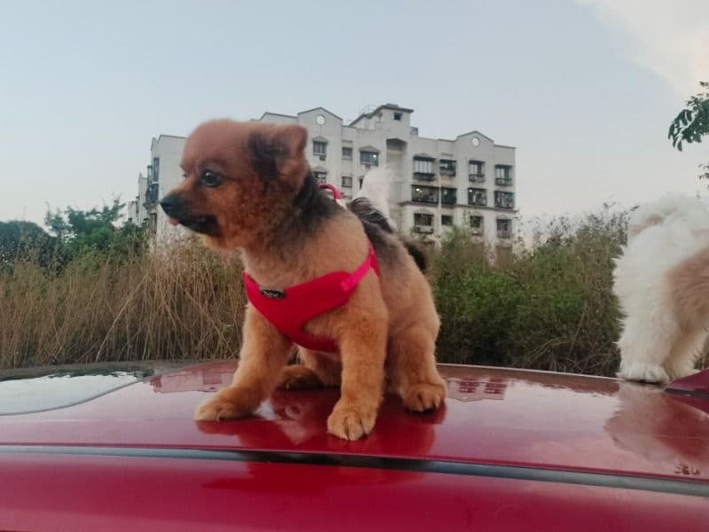 Pomeranian 4 years 11 months old female small named Coco for breeding in Konkan Division, Maharashtra | Petmeetly