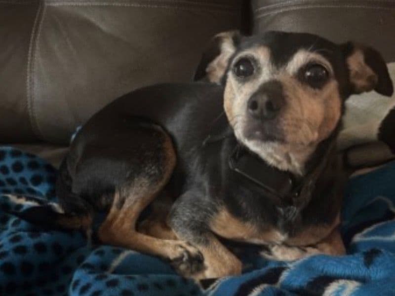 Chihuahua 8 years 5 months old male small named Harley for adoption in Iredell County, North Carolina | Petmeetly