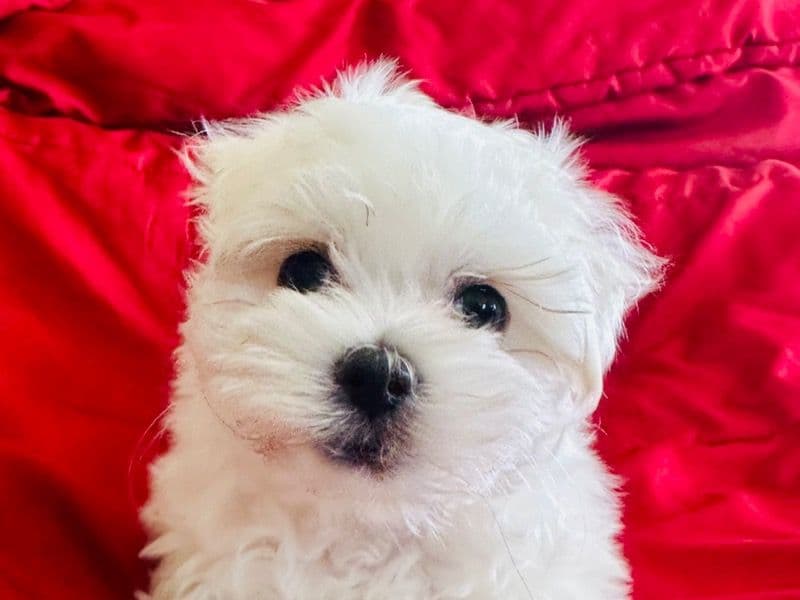 Maltese 2 months old female small named Bailey for sale in Harris County, Texas | Petmeetly