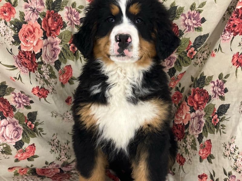 Bernese Mountain Dog 3 months old female medium named Gigi for sale in Macon County, Alabama | Petmeetly